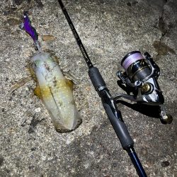 明石周辺　アオリイカ調査