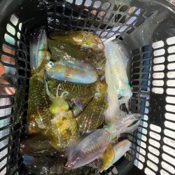 初ナイトティップラン