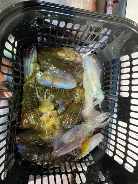 初ナイトティップラン