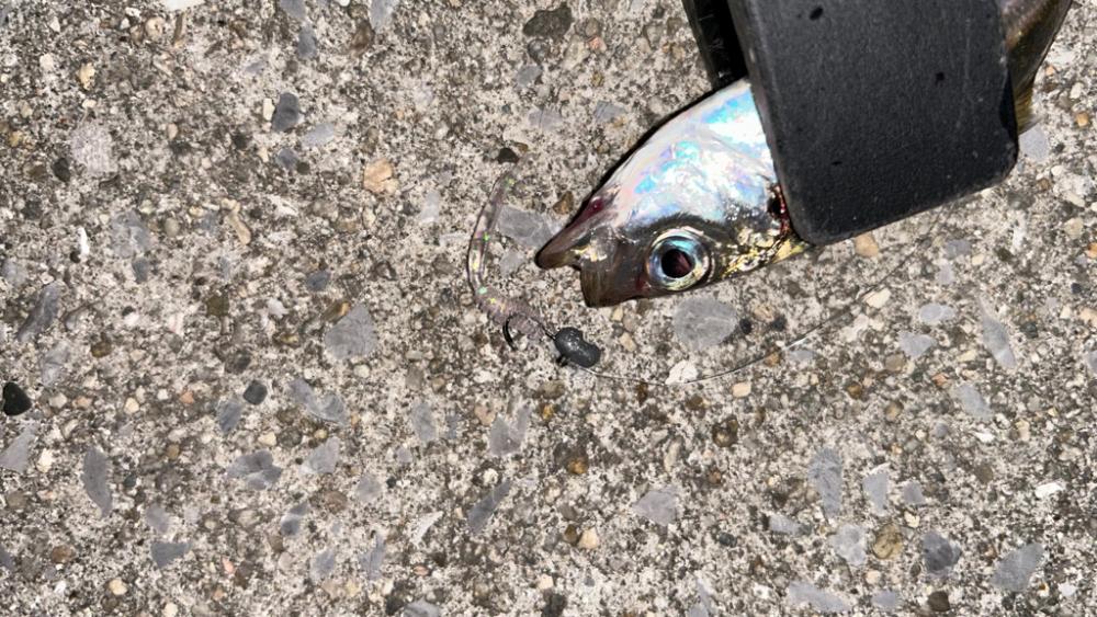 豆アジ今日はいい感じ