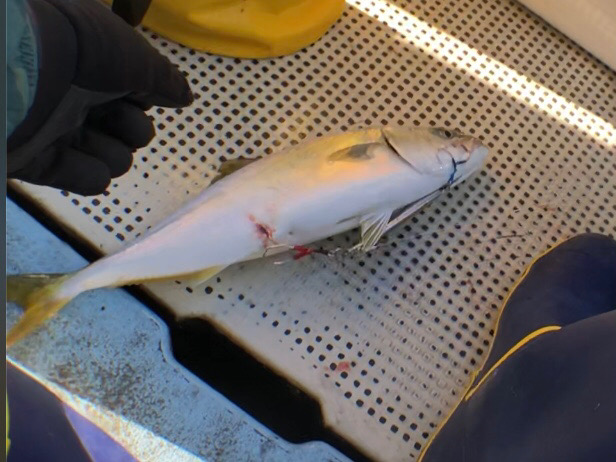 明石のSLJで元気な青物でした！