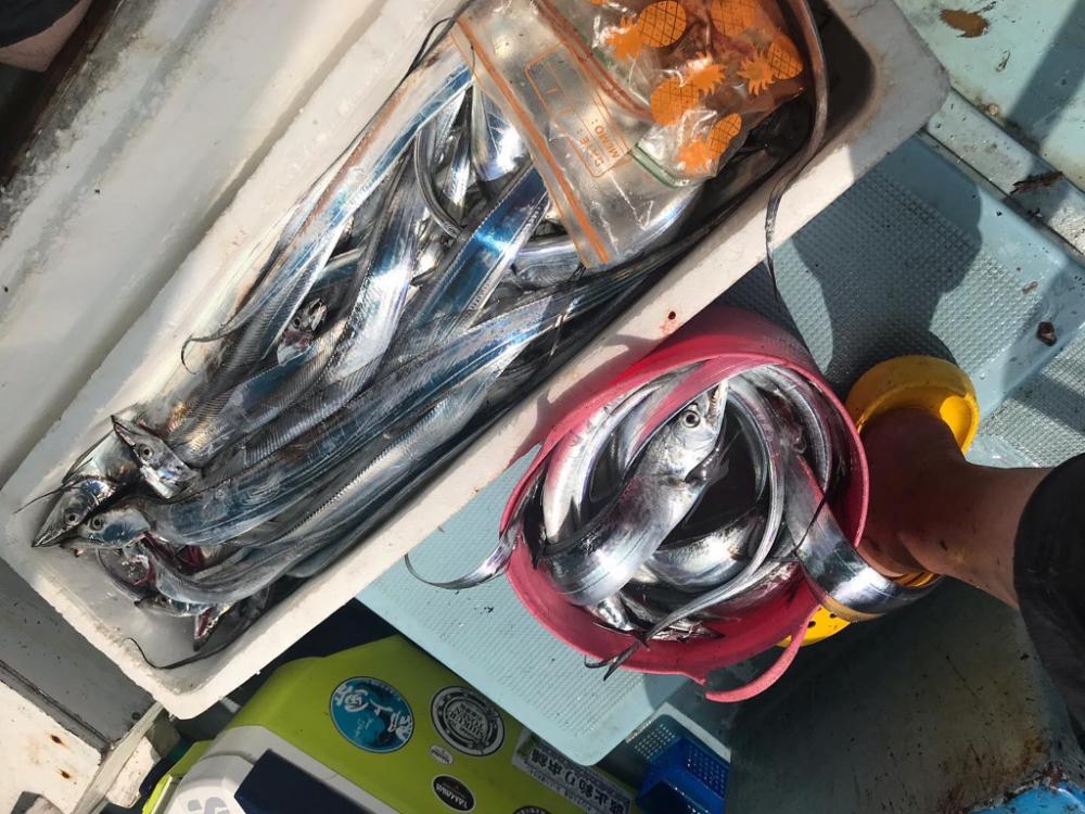 アカマツのタチウオ