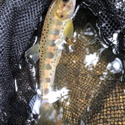 渓流ルアー楽し！