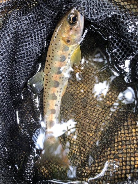 渓流ルアー楽し！