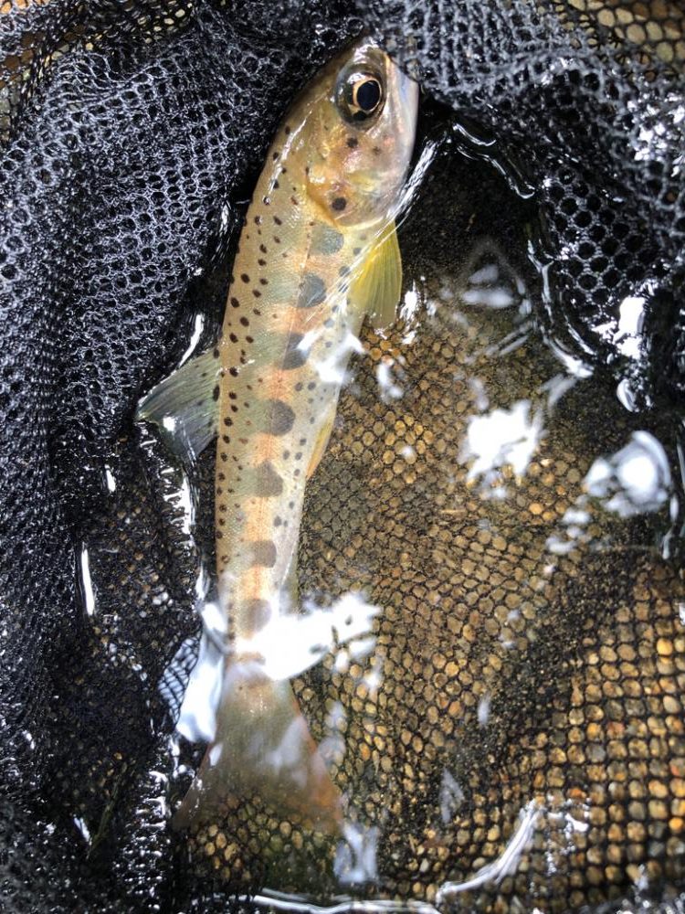 渓流ルアー楽し!