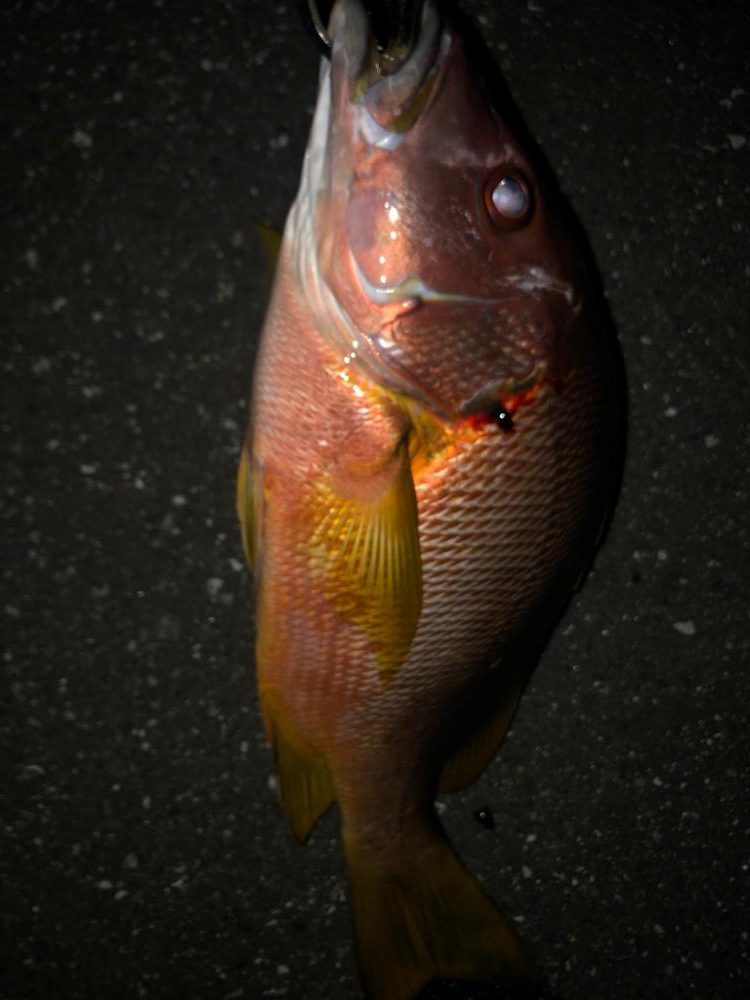 シブダイぶっ込み