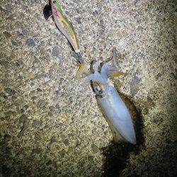 仕事帰りエギング