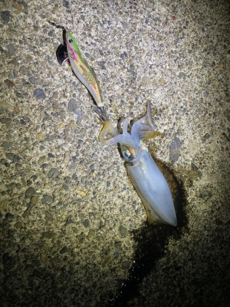 仕事帰りエギング