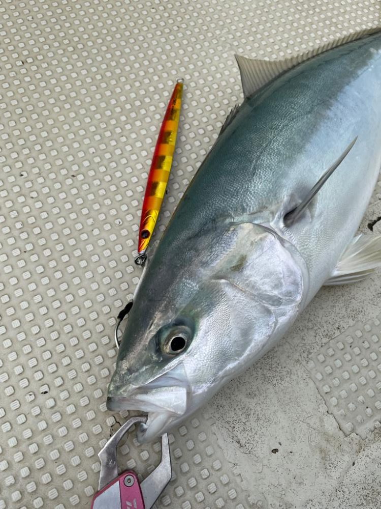 明石沖ジギング