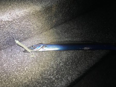 ワームで太刀魚