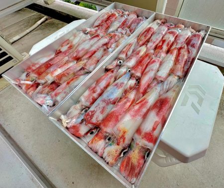 白イカ釣行