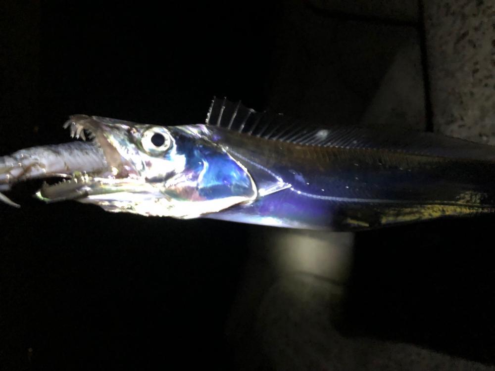 初のタチウオ