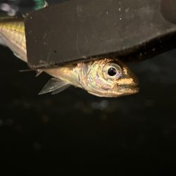 ジグヘッド形状