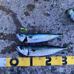 良型サバとクロソイ