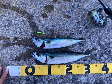 良型サバとクロソイ