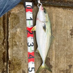 やっと釣れました。