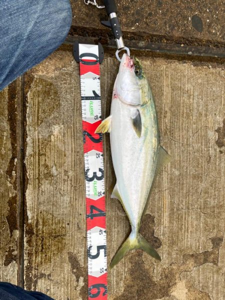 やっと釣れました。