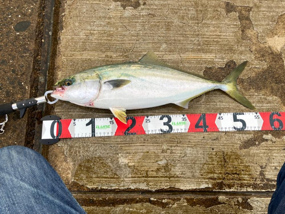 やっと釣れました。