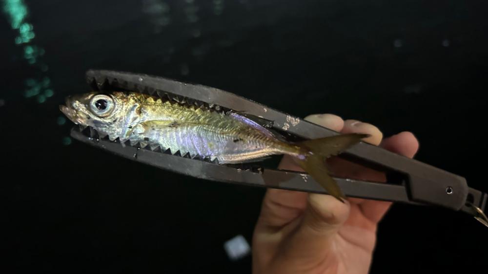 久しぶりの豆アジング