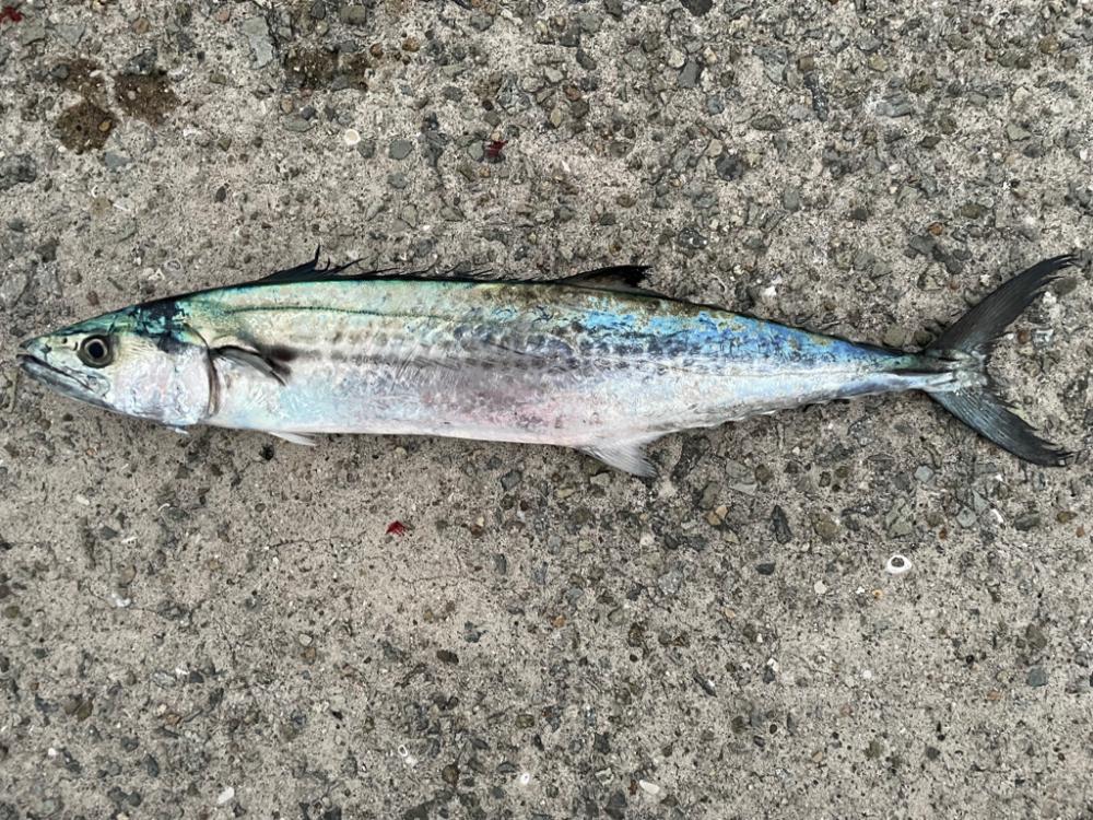 人工島で、ショアジギング