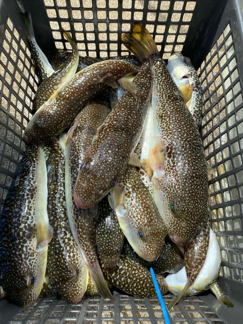 室津のカットウ釣り