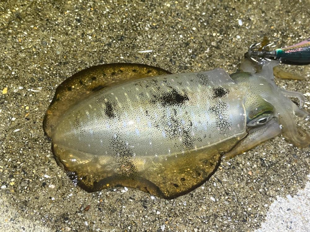 姫路離島のナイトエギング