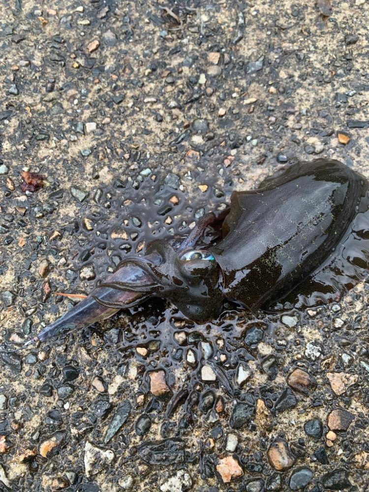 曇りのエギングDAY