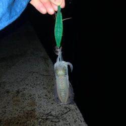 【舞鶴エリア】新子調査②