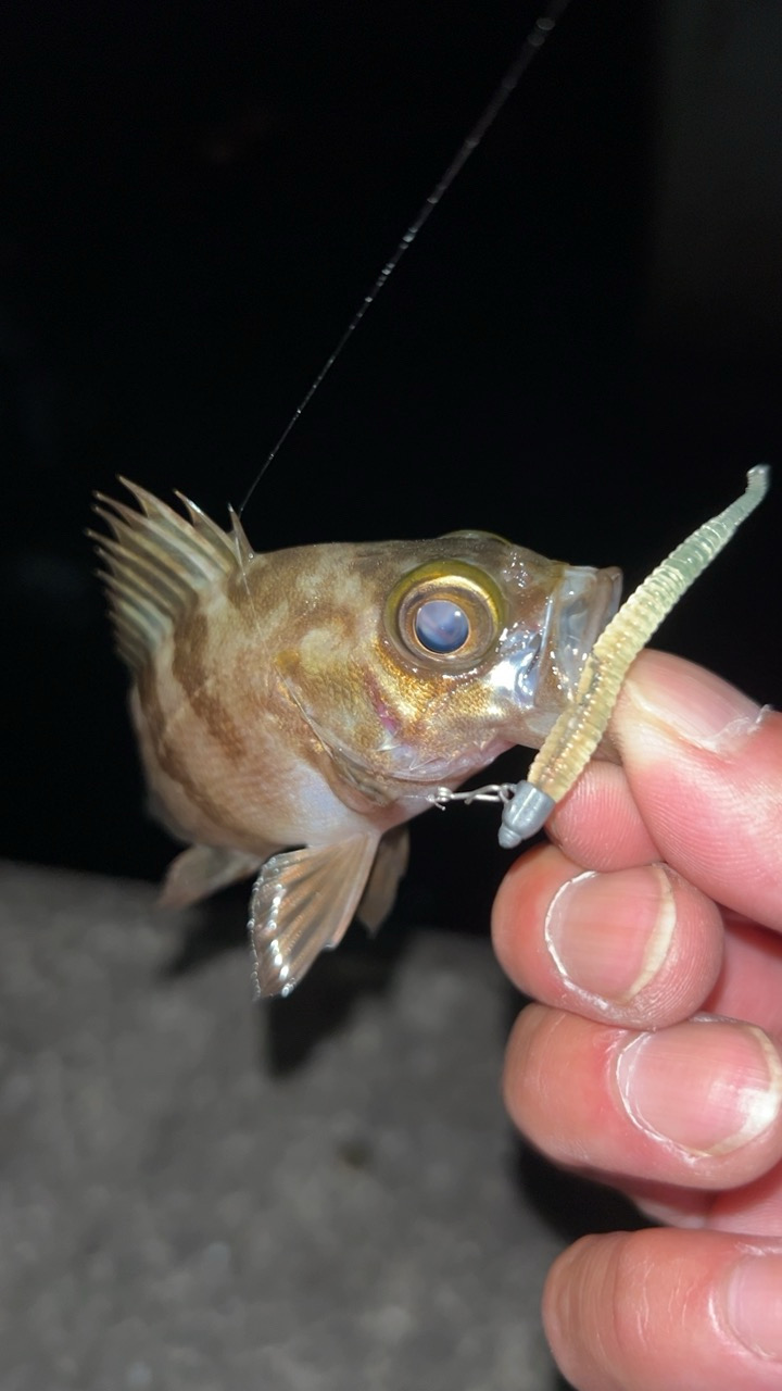 またまたライトゲーム五目達成!