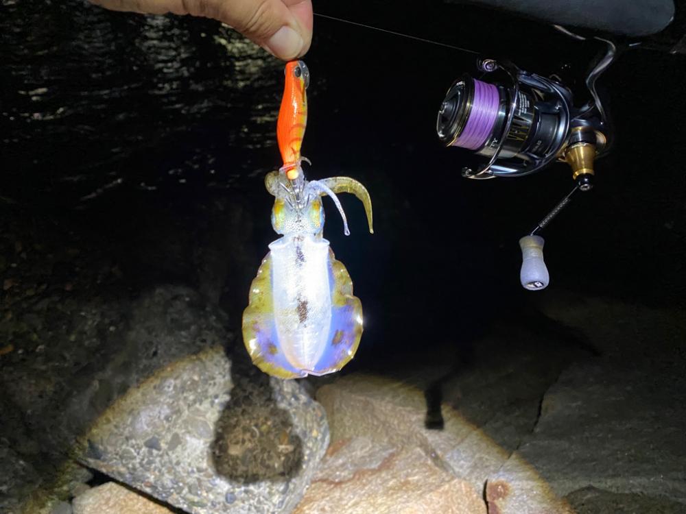 雨風で時化たエギング
