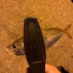 アジングスタート❗þ…