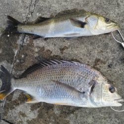 チヌとセイゴの時合いは一緒でした