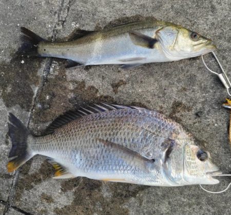 チヌとセイゴの時合いは一緒でした