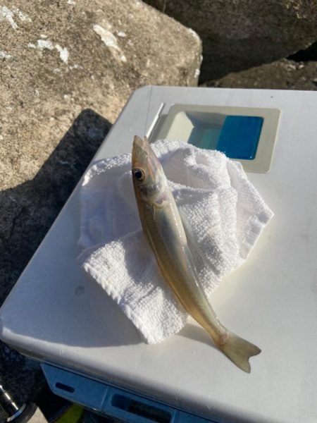 シロギスタのフィールドワーク