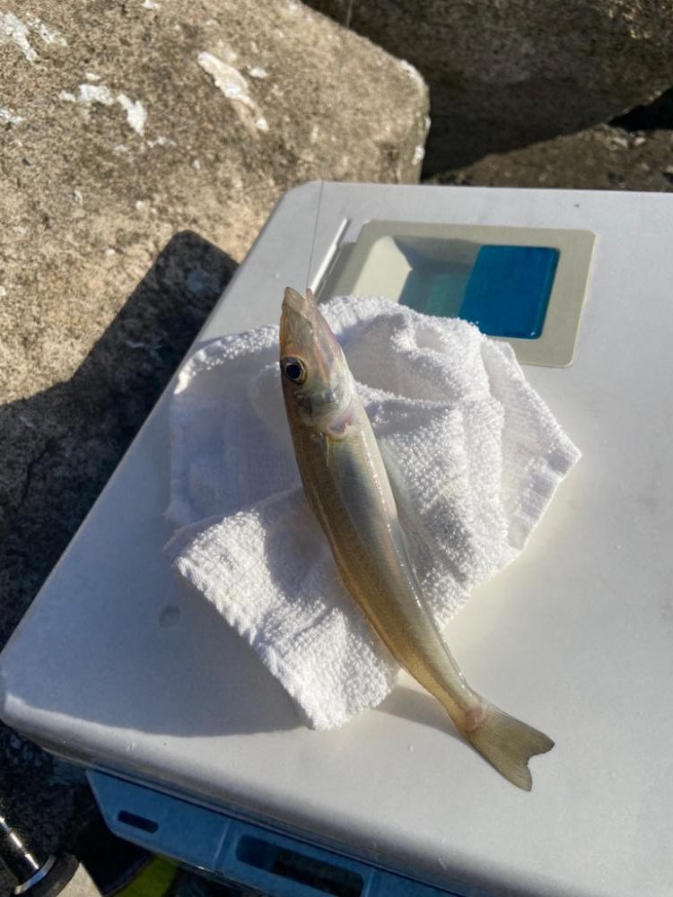 シロギスタのフィールドワーク