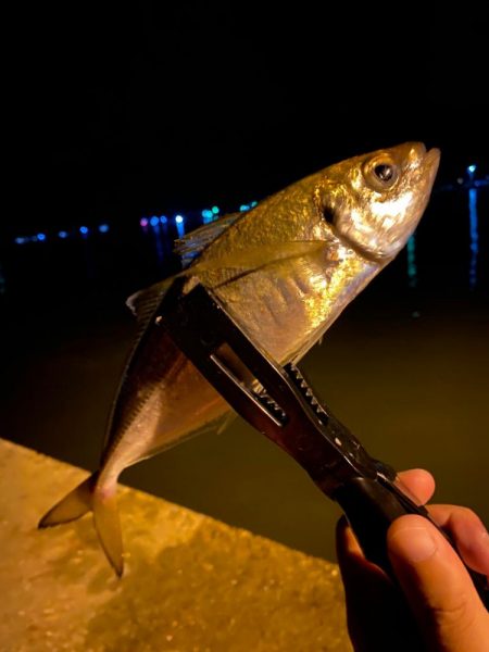 しっかりアジング