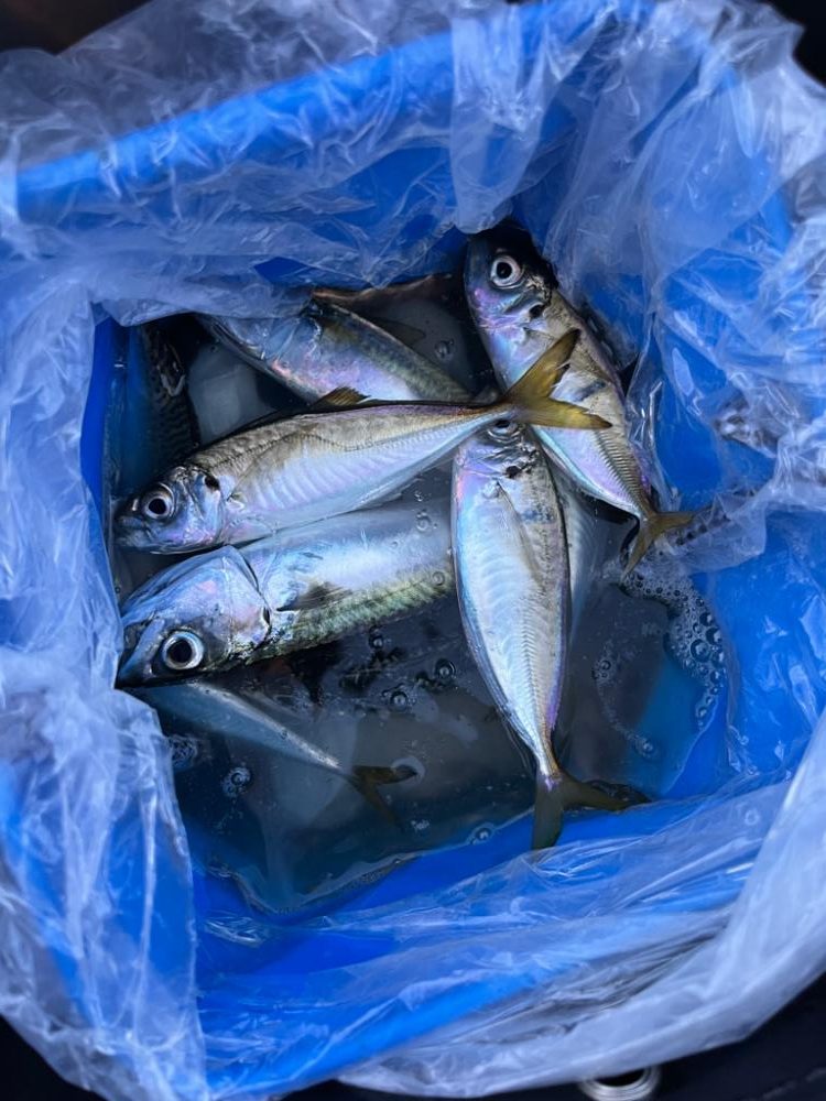 サビキ最高　タチウオダメ