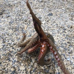 堤防タコエギング