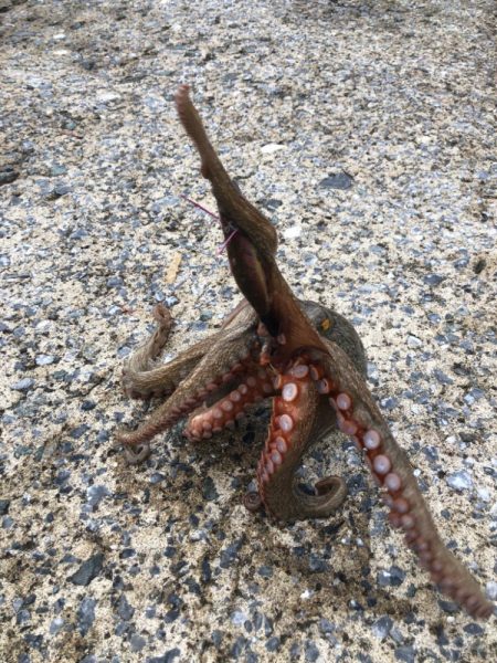 堤防タコエギング