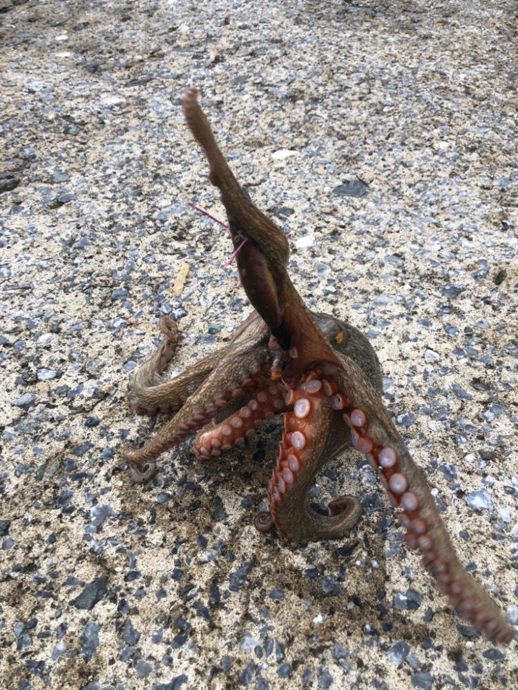 堤防タコエギング