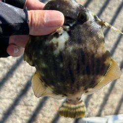 カワハギシーズンイン！