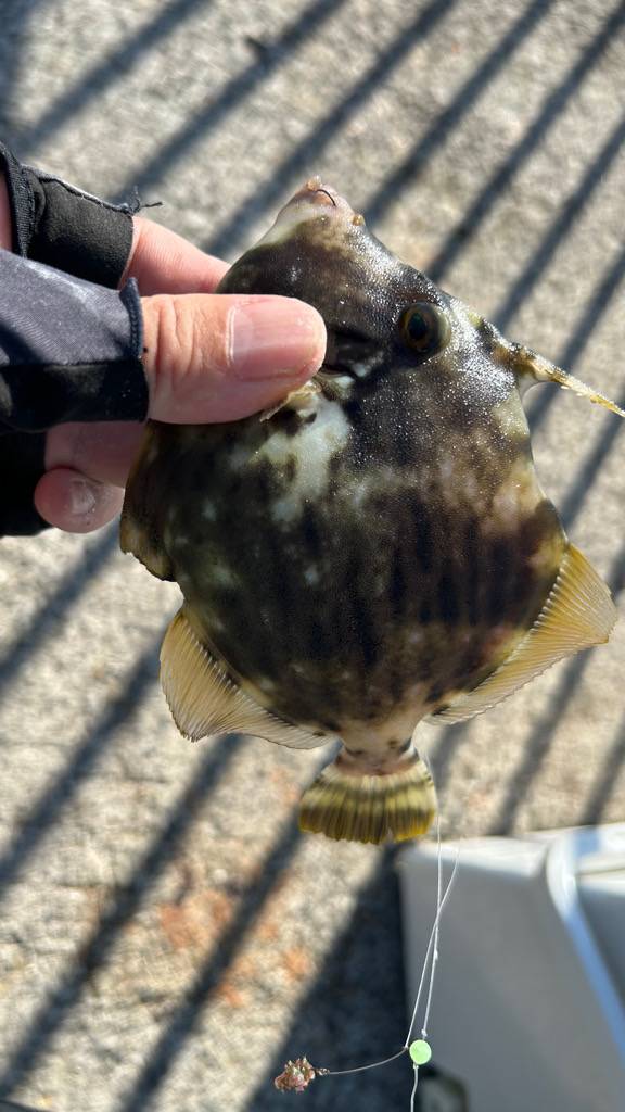 カワハギシーズンイン！