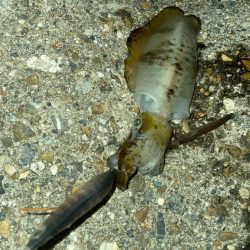 サイズが良い⭕️…