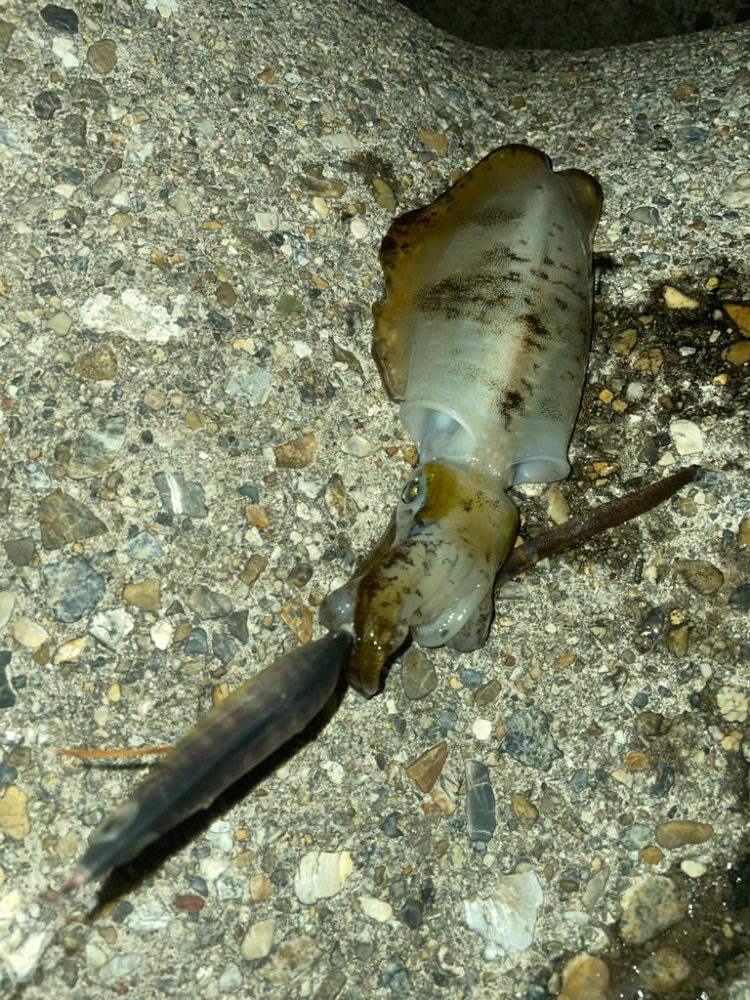 サイズが良い⭕️