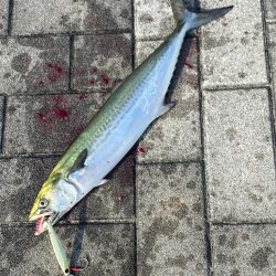 なんとか青牙1本