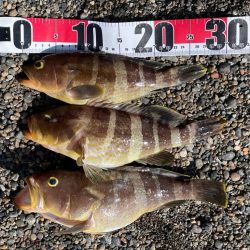 タイラバ　ハタ祭り