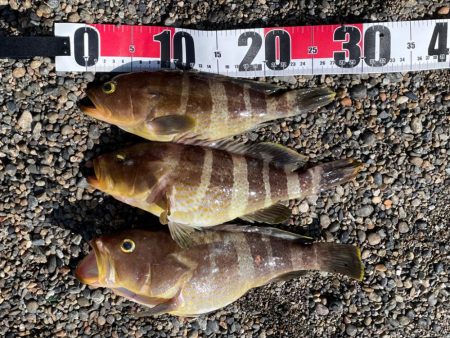 タイラバ　ハタ祭り