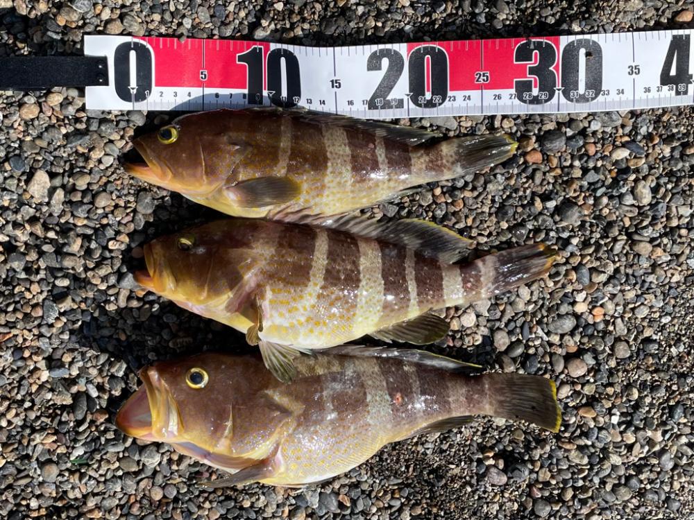 タイラバ　ハタ祭り