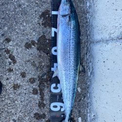 ショアジギング