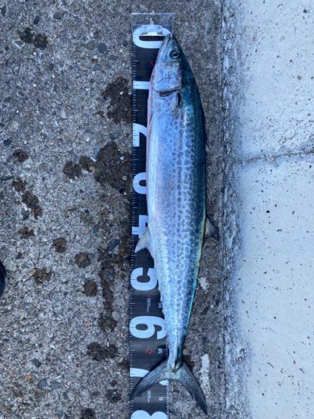 ショアジギング